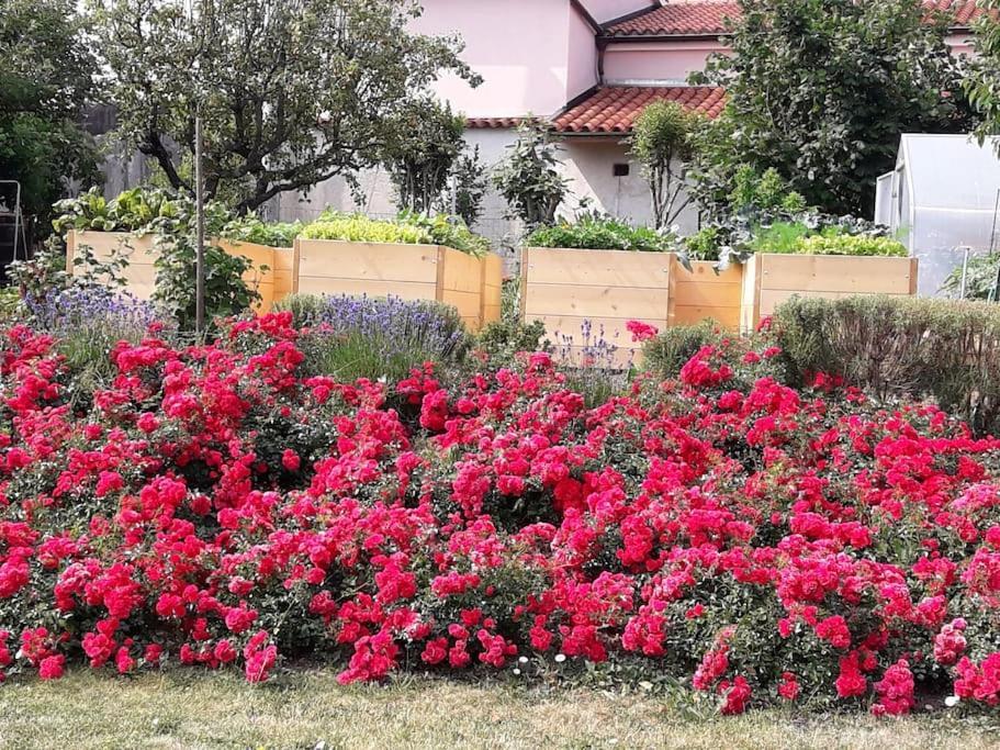 Apartma Oljka Pomjan Šmarje المظهر الخارجي الصورة